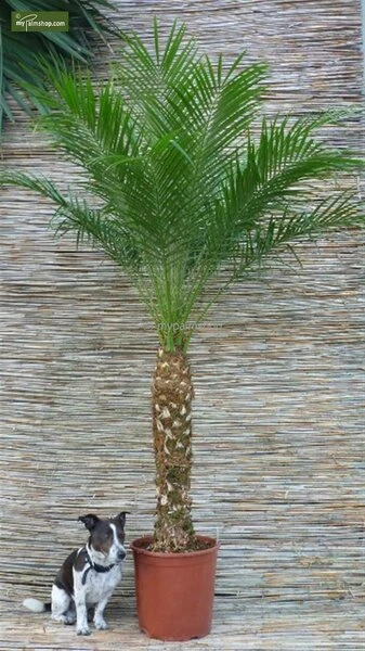 Phoenix Roebelenii - Stam 10-20 Cm - Totale Hoogte 70-90 Cm - Pot Ø 24 Cm 6 Phoenix Roebelenii - Stam 10-20 Cm - Totale Hoogte 70-90 Cm - Pot Ø 24 Cm - Afbeelding 4