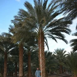 Phoenix Dactylifera - Stam 20-30 Cm - Totale Hoogte 150-170 Cm - Pot Ø 55 Cm [pallet] -Flora Hart Verkoopwinkel 1991661804