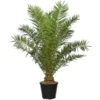 Phoenix Canariensis - Pot Ø 55 Cm [pallet] -Flora Hart Verkoopwinkel 1991661867