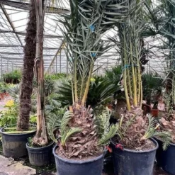 Phoenix Dactylifera - Stam 50-60 Cm [pallet]