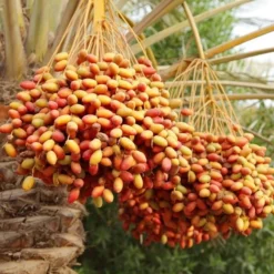 Phoenix Dactylifera - Stam 50-60 Cm [pallet] -Flora Hart Verkoopwinkel 1991661924