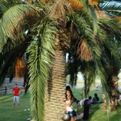 Phoenix Canariensis - Stam 120-140 Cm - Totale Hoogte 300+ Cm - Pot 600 Ltr [pallet] -Flora Hart Verkoopwinkel 1991661963
