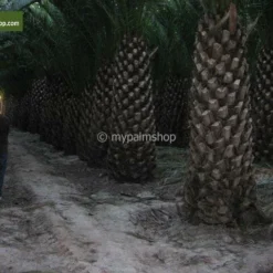 Phoenix Canariensis - Stam 120-140 Cm - Totale Hoogte 300+ Cm - Pot 600 Ltr [pallet] -Flora Hart Verkoopwinkel 1991661969