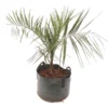 Butia Nabonnandii (Butyagrus) - 43 Ltr [pallet]