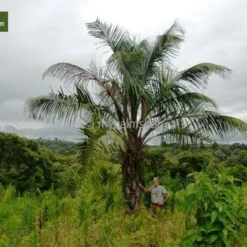 Butia Nabonnandii (Butyagrus) - 43 Ltr [pallet] -Flora Hart Verkoopwinkel 1991662050