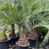 Butia Eriospatha - Stam 40-50 Cm - Totale Hoogte 230+ Cm - Pot Ø 65 Cm [pallet] -Flora Hart Verkoopwinkel 1991662077