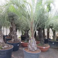 Butia Capitata Var. Odorata - Stam 50+ Cm - Totale Hoogte 300+ Cm - Pot 160 Ltr [pallet]