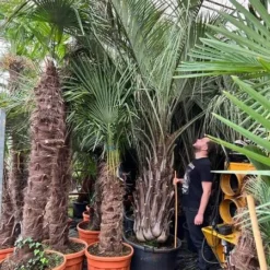 Butia Capitata Var. Odorata - Stam 80-100 Cm - Totale Hoogte 300+ Cm - Pot 160 Ltr [pallet]