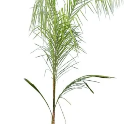 Syagrus Romanzoffiana Sp. Santa Catarina - Totale Hoogte 200+ Cm - Pot Ø 33 Cm [pallet]