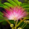 Calliandra Surinamensis Dixie Pink - Pot 9 X 9 Cm -Flora Hart Verkoopwinkel 1991662434