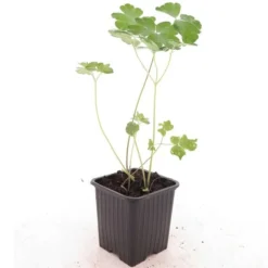 Aquilegia Alpina - Pot 8 X 8 Cm -Flora Hart Verkoopwinkel 1991662503