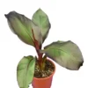 Ensete Maurelli - Pot Ø 24 Cm -Flora Hart Verkoopwinkel 1991662572