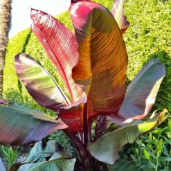 Ensete Maurelli - Pot Ø 24 Cm -Flora Hart Verkoopwinkel 1991662581