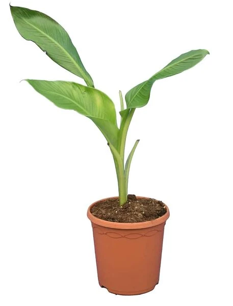 Ensete Ventricosum - Totale Hoogte 60-100 Cm - Pot Ø 23 Cm 3 Ensete Ventricosum - Totale Hoogte 60-100 Cm - Pot Ø 23 Cm
