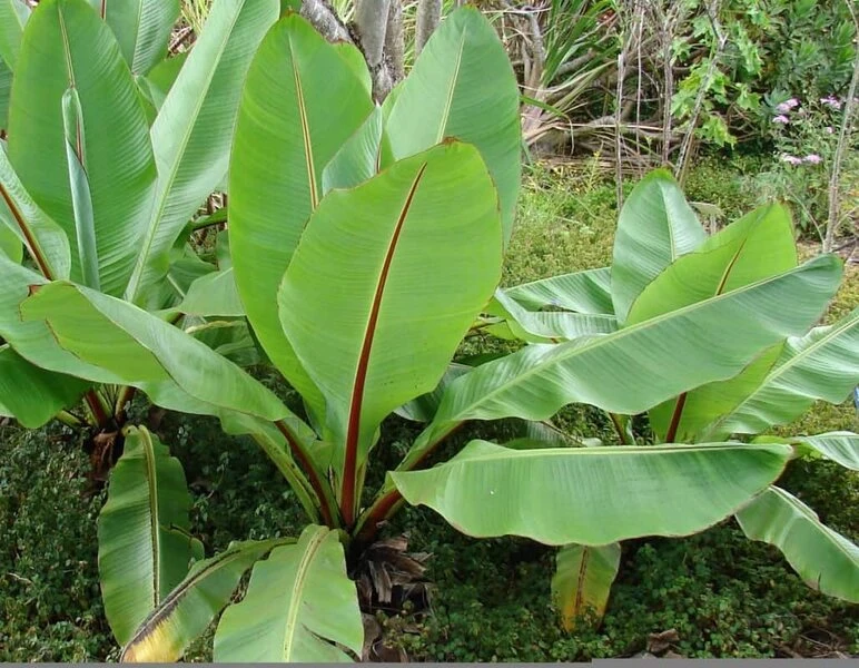 Ensete Ventricosum - Totale Hoogte 60-100 Cm - Pot Ø 23 Cm 4 Ensete Ventricosum - Totale Hoogte 60-100 Cm - Pot Ø 23 Cm - Afbeelding 2