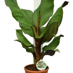 Ensete Maurelli - Pot Γ 26 Cm