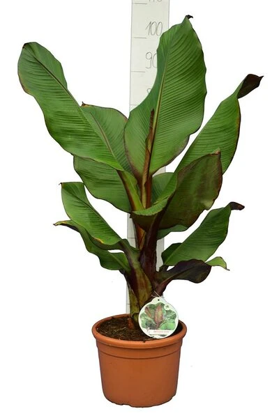 Ensete Maurelli - Pot Ø 26 Cm 3 Ensete Maurelli - Pot Ø 26 Cm