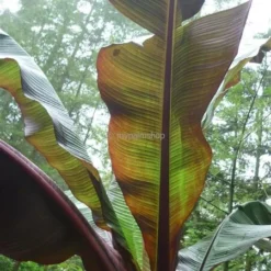 Ensete Maurelli - Pot Ø 26 Cm 8 Ensete Maurelli - Pot Ø 26 Cm -Flora Hart Verkoopwinkel 1991662629