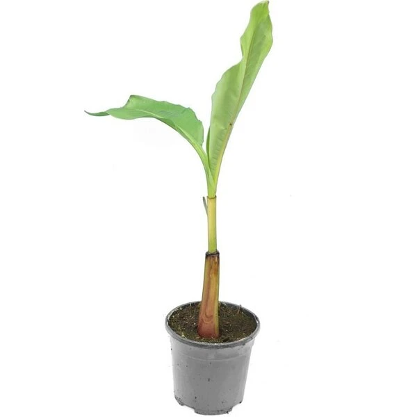 Musa Basjoo - Pot Ø 23 Cm 3 Musa Basjoo - Pot Ø 23 Cm