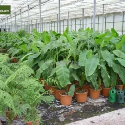 Musa Basjoo - Pot Ø 23 Cm 7 Musa Basjoo - Pot Ø 23 Cm -Flora Hart Verkoopwinkel 1991662665