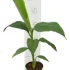 Musa Basjoo - Pot Ø 12 Cm -Flora Hart Verkoopwinkel 1991662698