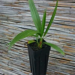 Brahea Sp. Super Silver - Stam 60-70 Cm - Totale Hoogte 200-220 Cm - Pot 80 Ltr [pallet] -Flora Hart Verkoopwinkel 1991662761