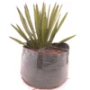 Yucca Faxoniana - 43 Ltr [pallet] -Flora Hart Verkoopwinkel 1991663016