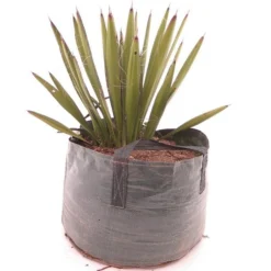 Yucca Faxoniana - 43 Ltr [pallet]