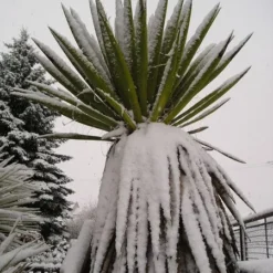 Yucca Faxoniana - 43 Ltr [pallet] -Flora Hart Verkoopwinkel 1991663022