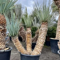 Yucca Rigida - Stam 90 + 80 + 60 Cm [pallet]