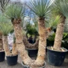 Yucca Rigida - 4 Koppig - Stam 90 + 40 + 140 Cm [pallet] -Flora Hart Verkoopwinkel 1991663070
