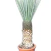 Yucca Rigida - Stam 100-110 Cm [pallet] -Flora Hart Verkoopwinkel 1991663079