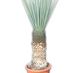 Yucca Rigida - Stam 100-110 Cm [pallet]