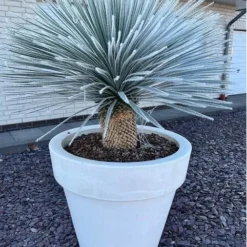 Yucca Rostrata - Stam 180-190 Cm [pallet] -Flora Hart Verkoopwinkel 1991663094