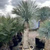 Yucca Rostrata - Stam 150-160 Cm [pallet] -Flora Hart Verkoopwinkel 1991663115