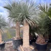 Yucca Rostrata - Stam 140-150 Cm [pallet]