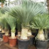 Yucca Rostrata - Stam 90-100 Cm [pallet] -Flora Hart Verkoopwinkel 1991663214