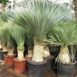 Yucca Rostrata - Stam 90-100 Cm [pallet]