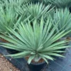 Yucca Gloriosa Lone Star - Pot 45 Ltr [pallet] -Flora Hart Verkoopwinkel 1991663268
