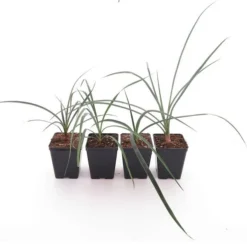 Zeldzame Yucca Set - Arizonica, Campestris X Filamentosa, Declinata & Periculosa - Pot 10 X 10 Cm