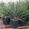 Yucca Faxoniana - Totale Hoogte 110-130 Cm - Pot Ø 50 Cm [pallet]