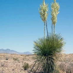 Yucca Faxoniana - Totale Hoogte 110-130 Cm - Pot Ø 50 Cm [pallet] -Flora Hart Verkoopwinkel 1991663556