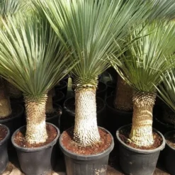 Yucca Rostrata - Stam 50-60 Cm - Totale Hoogte 140-160 Cm - Pot Ø 43 Cm [Pallet]