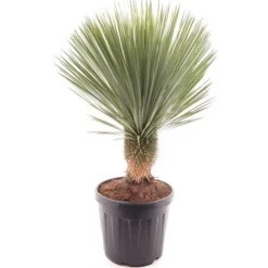 Yucca Rostrata - Stam 30-40 Cm - Totale Hoogte 120-140 Cm - Pot Ø 50 Cm [pallet]