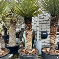 Yucca Rigida - Stamomtrek 70-80 Cm - Stam 120-150 Cm - Totale Hoogte 260+ Cm [pallet] -Flora Hart Verkoopwinkel 1991663742