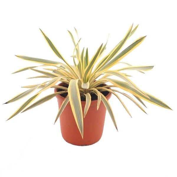 Yucca Gloriosa Bright Star - Totale Hoogte 35-45 Cm - Pot Ø 24 Cm 3 Yucca Gloriosa Bright Star - Totale Hoogte 35-45 Cm - Pot Ø 24 Cm