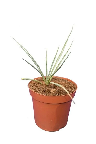 Yucca Thompsoniana - Pot Ø 14 Cm 3 Yucca Thompsoniana - Pot Ø 14 Cm
