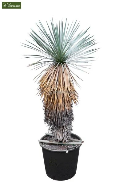 Yucca Thompsoniana - Pot Ø 14 Cm 4 Yucca Thompsoniana - Pot Ø 14 Cm - Afbeelding 2