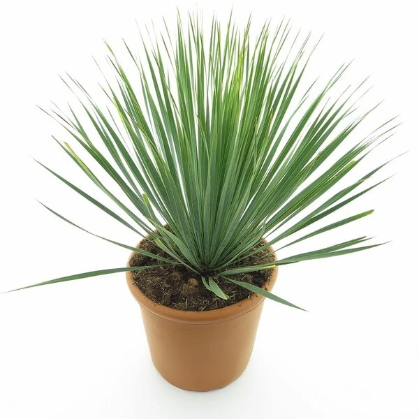 Yucca Rostrata - Totale Hoogte 70-90 Cm - Pot Ø 30 Cm 7 Yucca Rostrata - Totale Hoogte 70-90 Cm - Pot Ø 30 Cm - Afbeelding 5