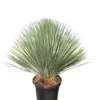 Yucca Rostrata - Totale Hoogte 120-140 Cm - Pot 45 Ltr [pallet] -Flora Hart Verkoopwinkel 1991663904